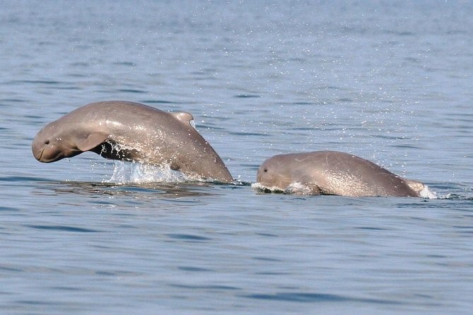 Morning Dolphin Spotting Cruise image