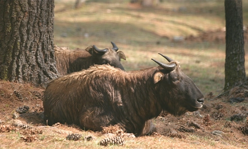 Motithang Takin Preserve