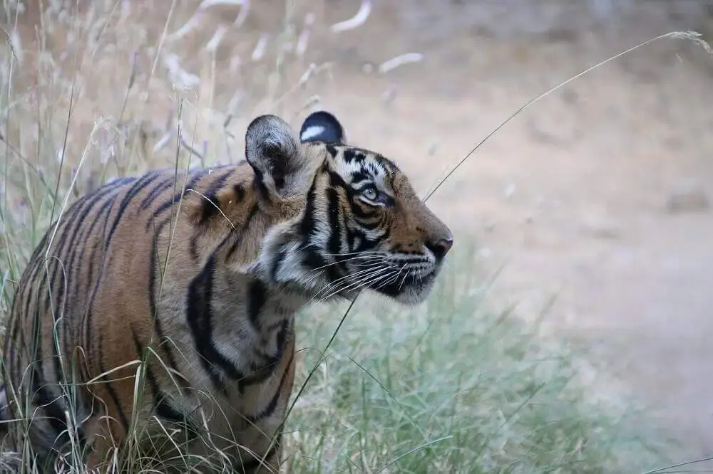 Tiger in tall grass
