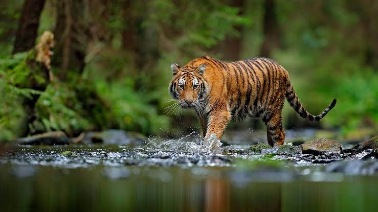 Tiger crossing a forest stream