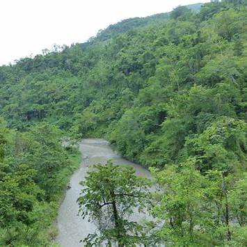 River through forest