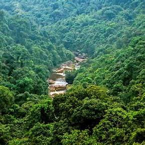 Wild forest landscape