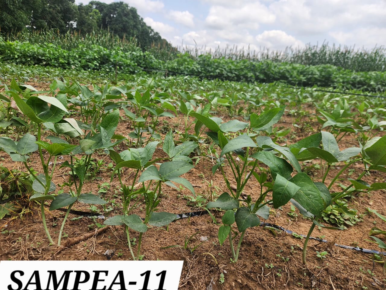 SAMPEA 11 (1)