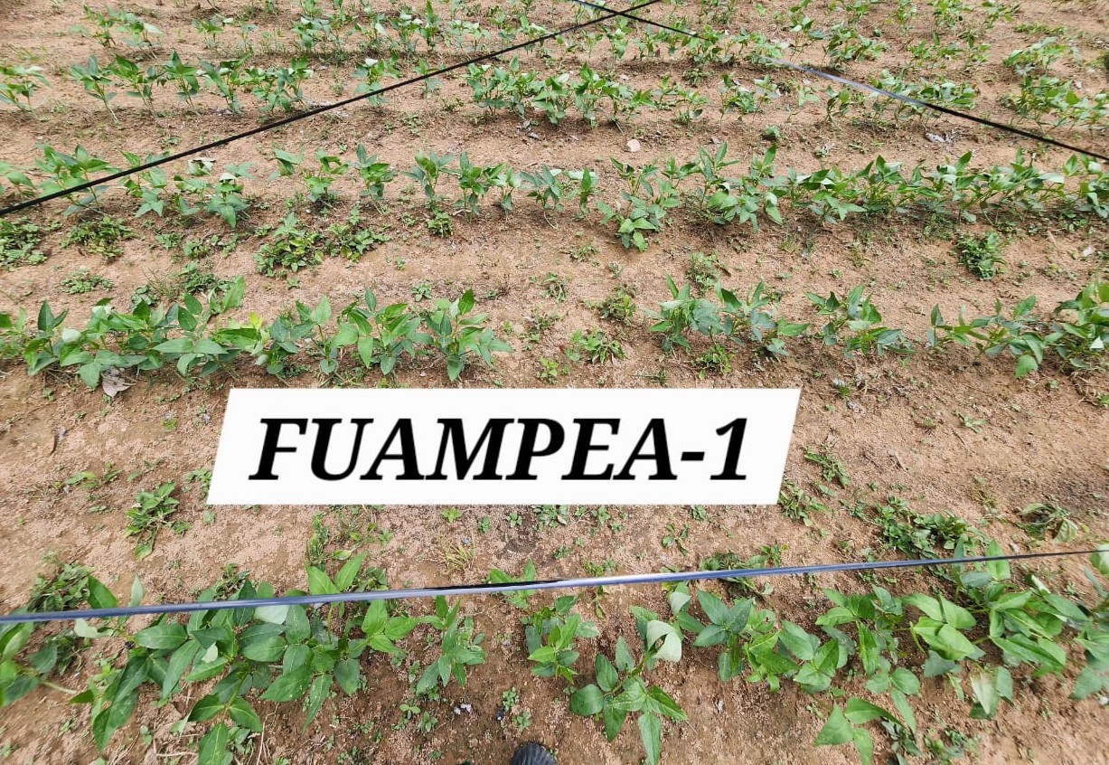 FUAMPEA 1 (2)