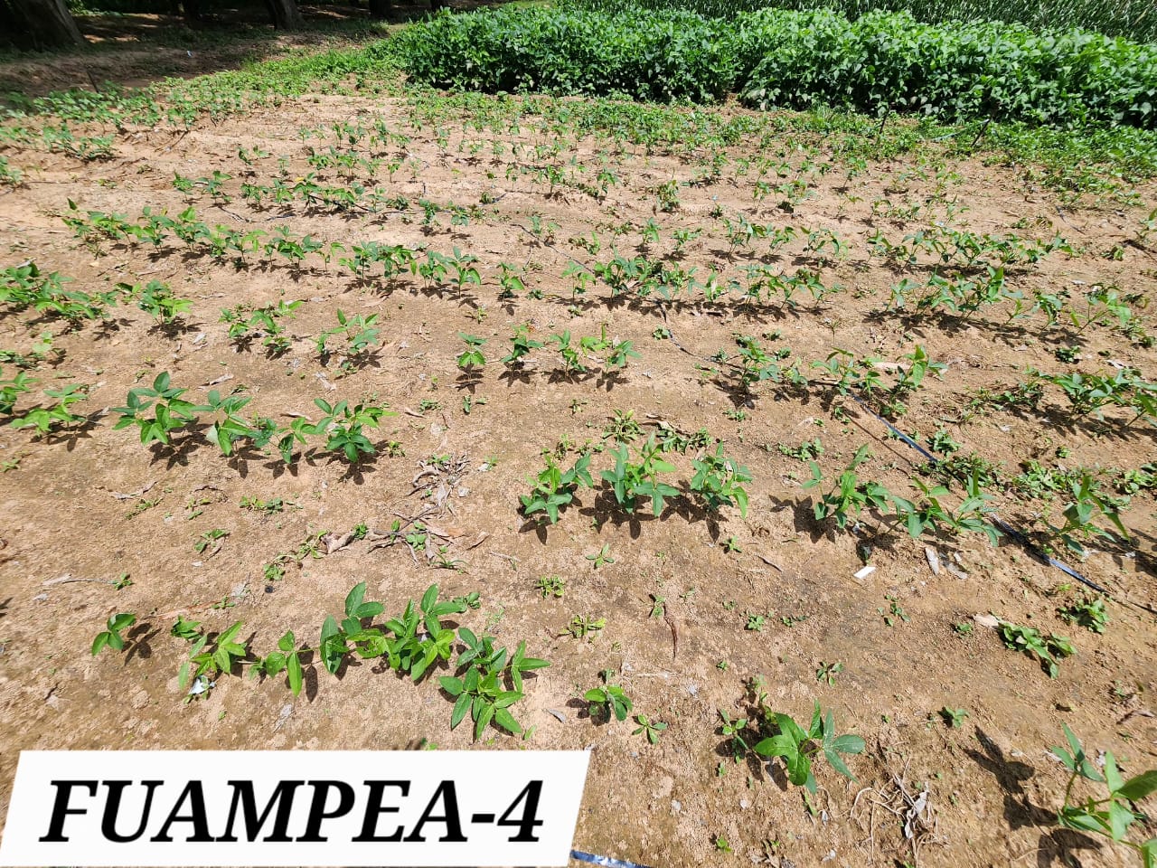 FUAMPEA 4 (1)