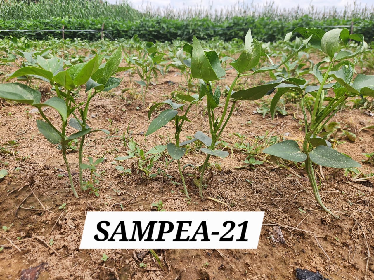 SAMPEA 21 (2)