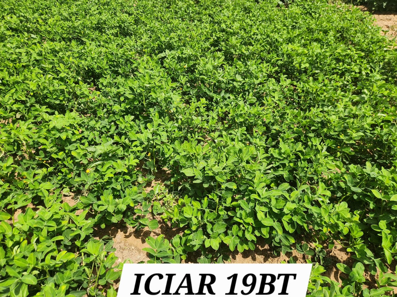 ICIAR 19BT (1)