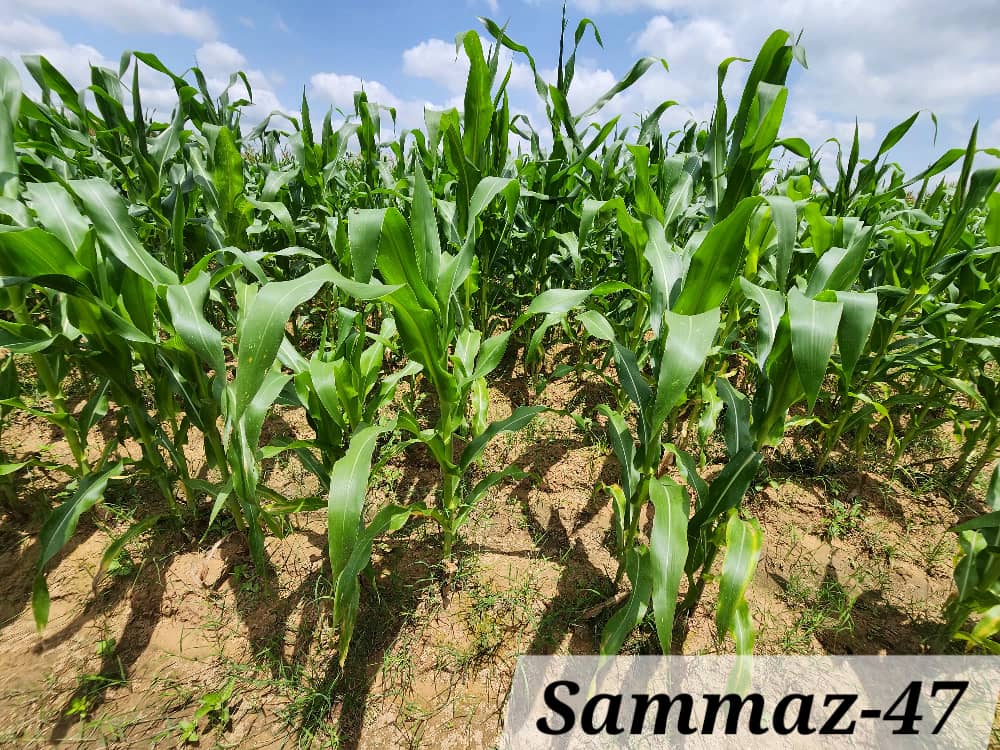 SAMMAZ 47 (2)