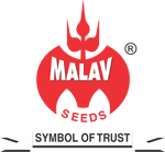 Malav Seeds
