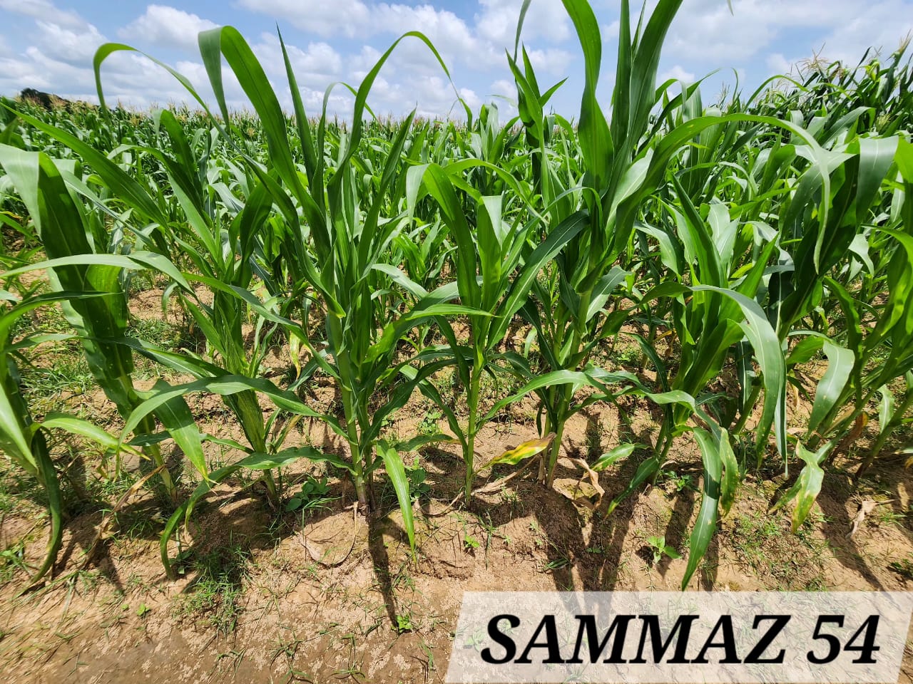 SAMMAZ 54 (2)