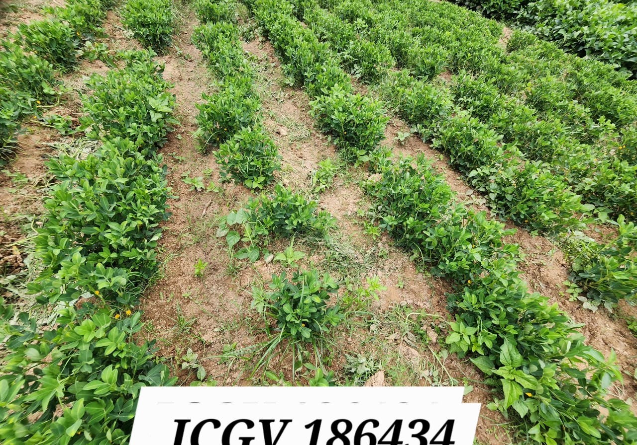 ICGV 186434 (3)