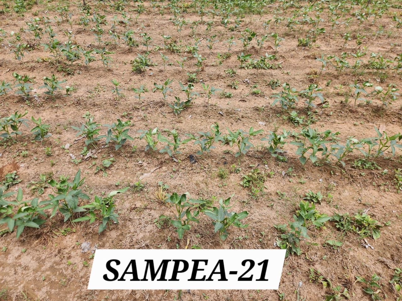 SAMPEA 21 (1)