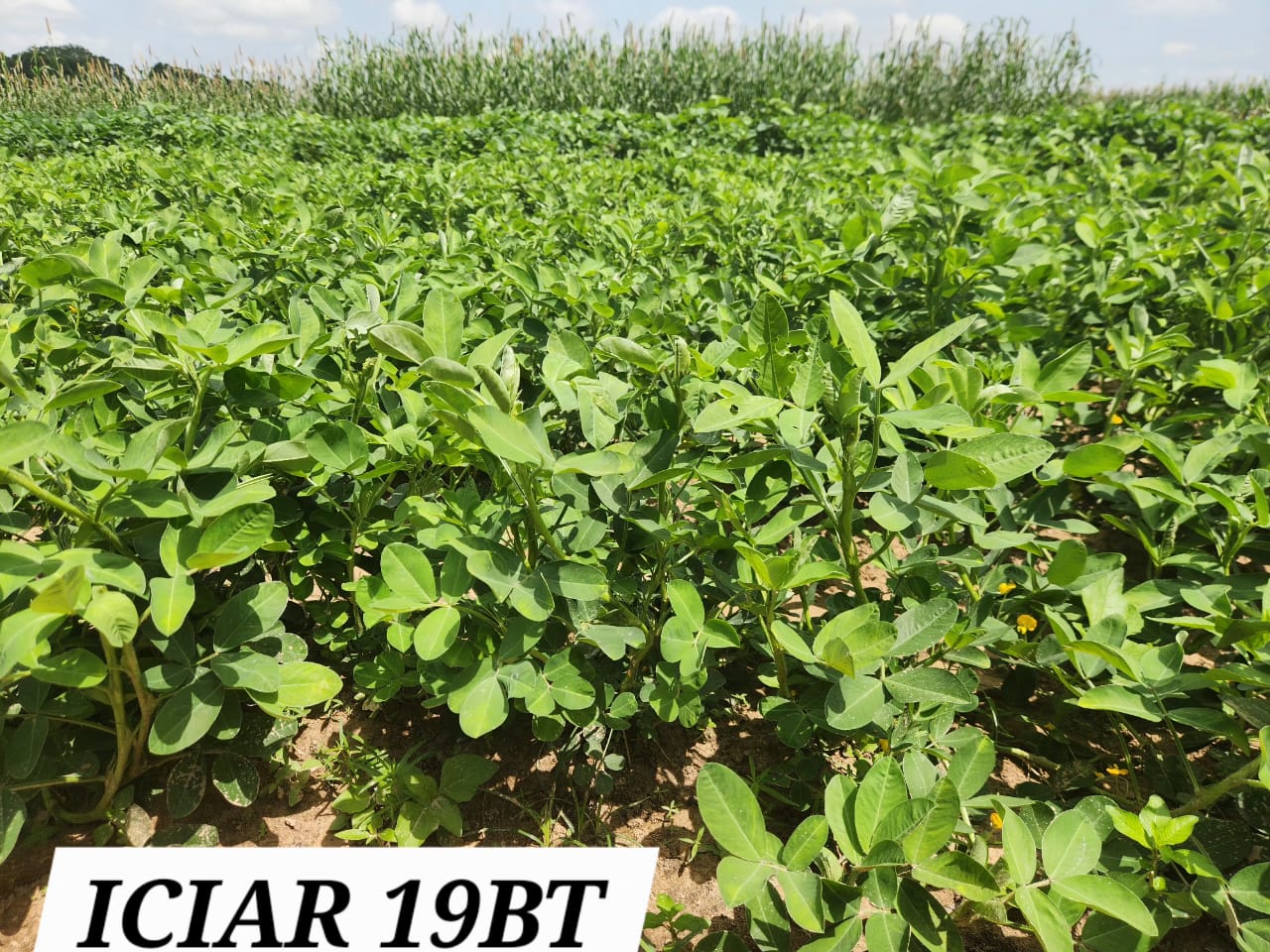 ICIAR 19BT (2)