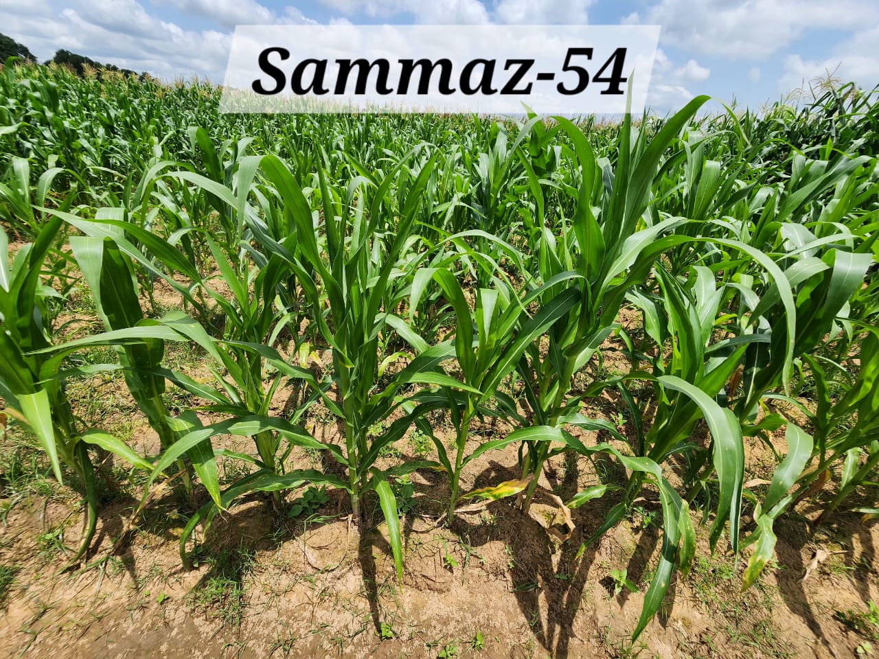SAMMAZ 54 (1)