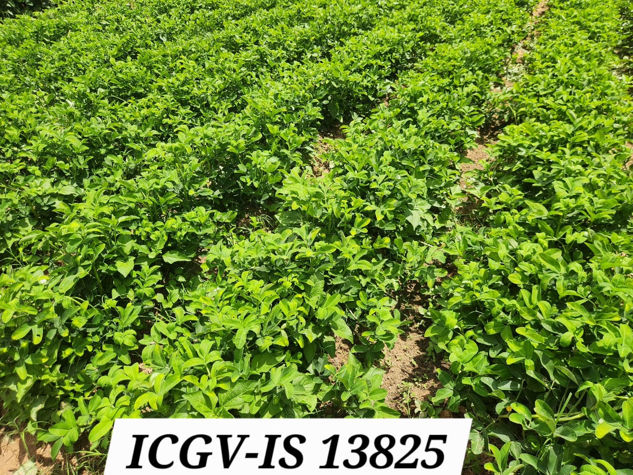 ICGV-IS 13825 (1)