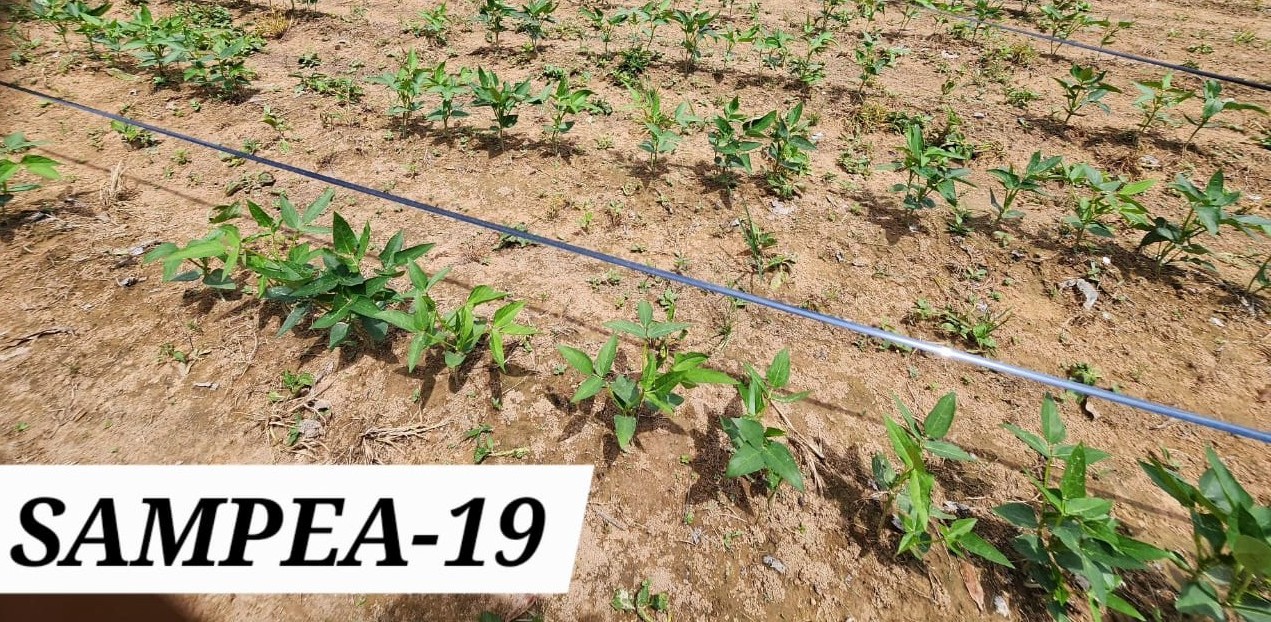 SAMPEA 19 (1)