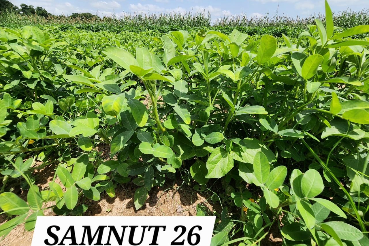SAMNUT 26 (1)