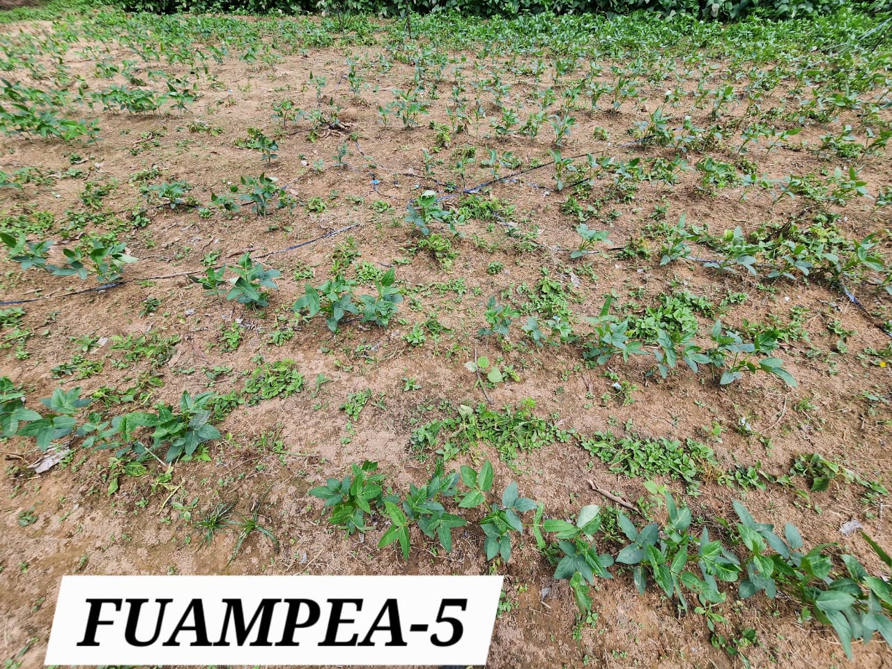 FUAMPEA 5 (1)