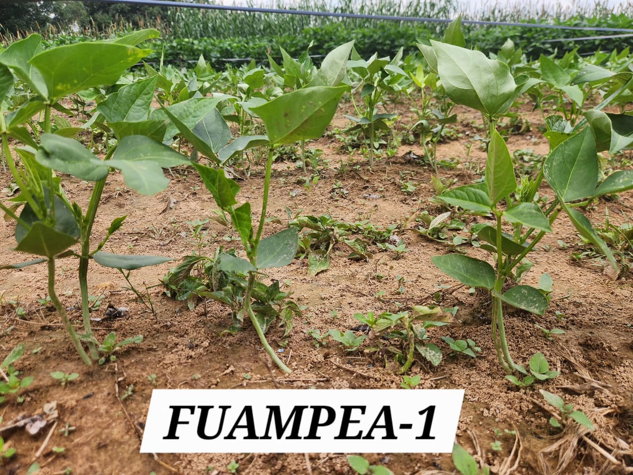 FUAMPEA 1 (1)