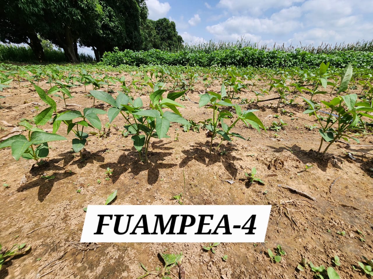 FUAMPEA 4 (2)