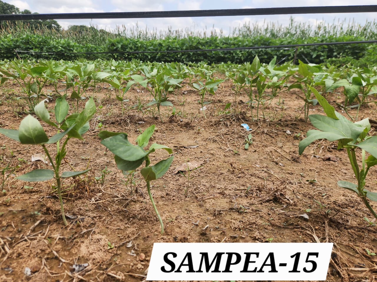 SAMPEA 15 (2)