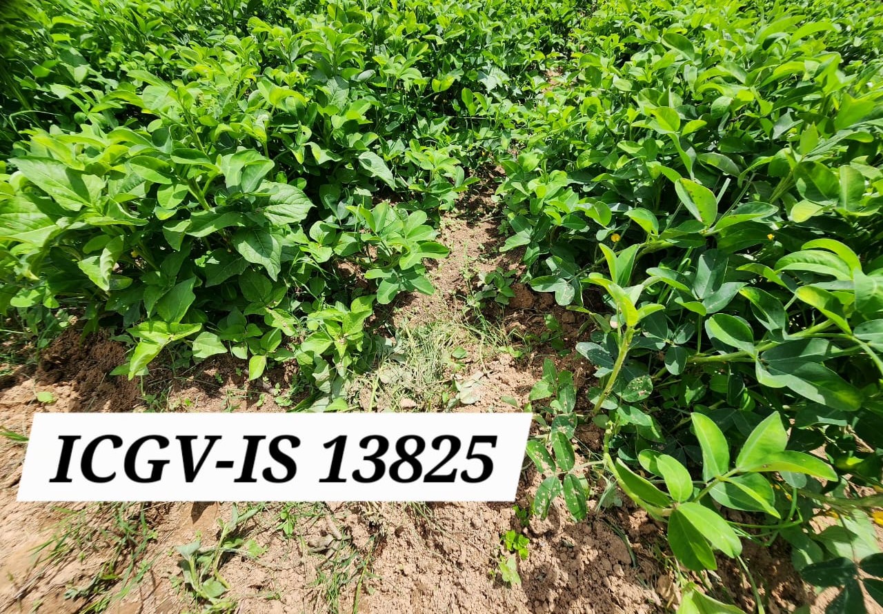 ICGV-IS 13825 (3)