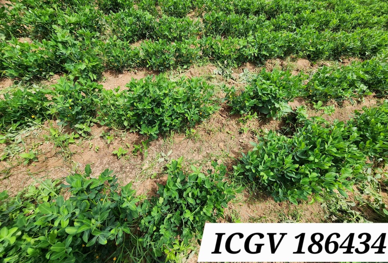 ICGV 186434 (2)