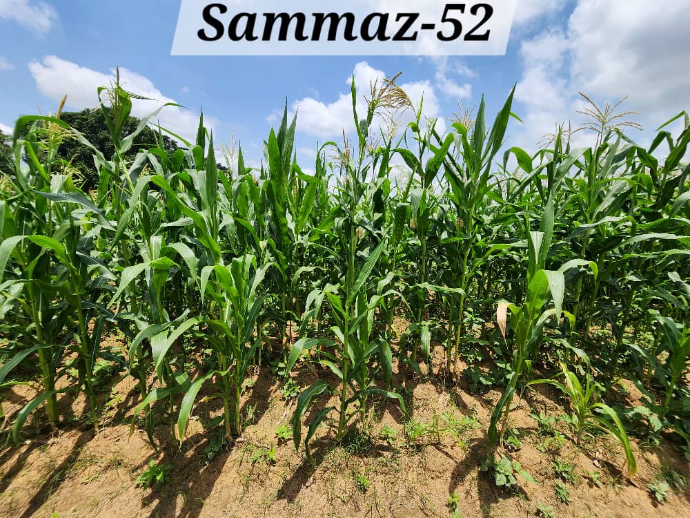 SAMMAZ 52