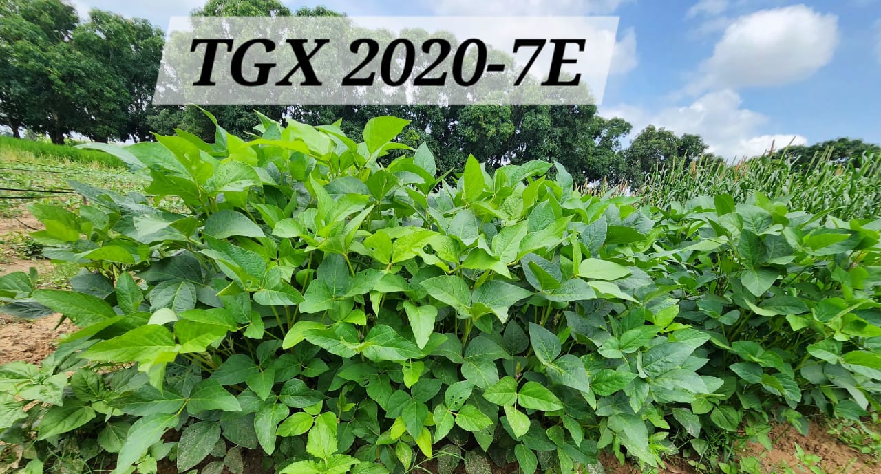 TGX 2020-7E