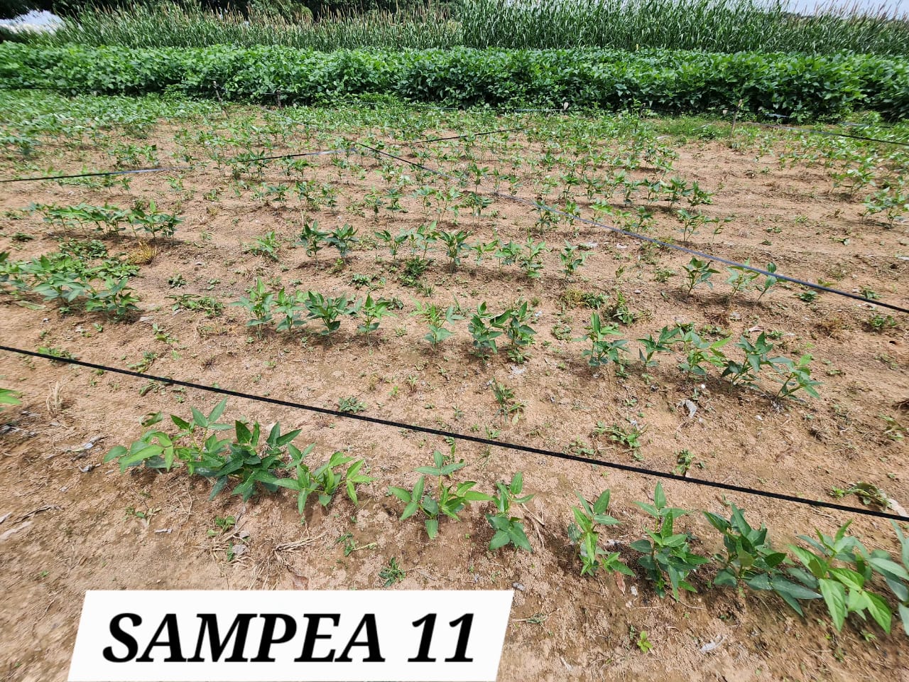 SAMPEA 11 (2)