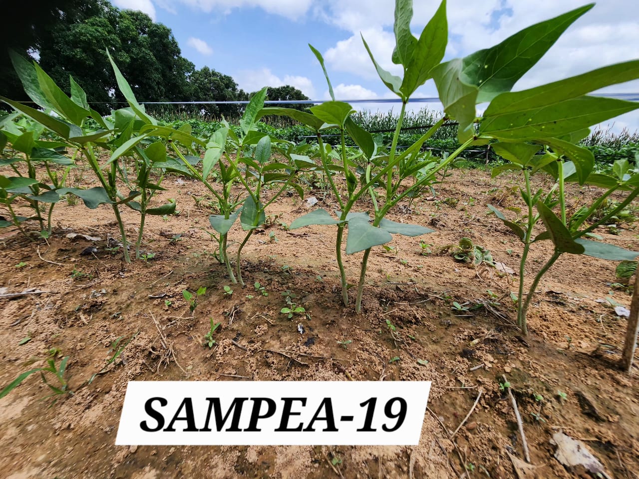 SAMPEA 19 (2)