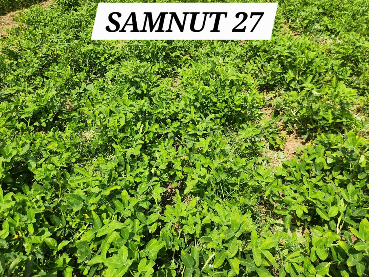 SAMNUT 27 (1)