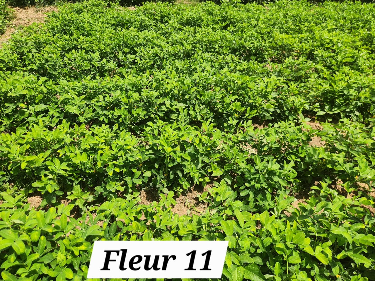 FLEUR 11 (2)