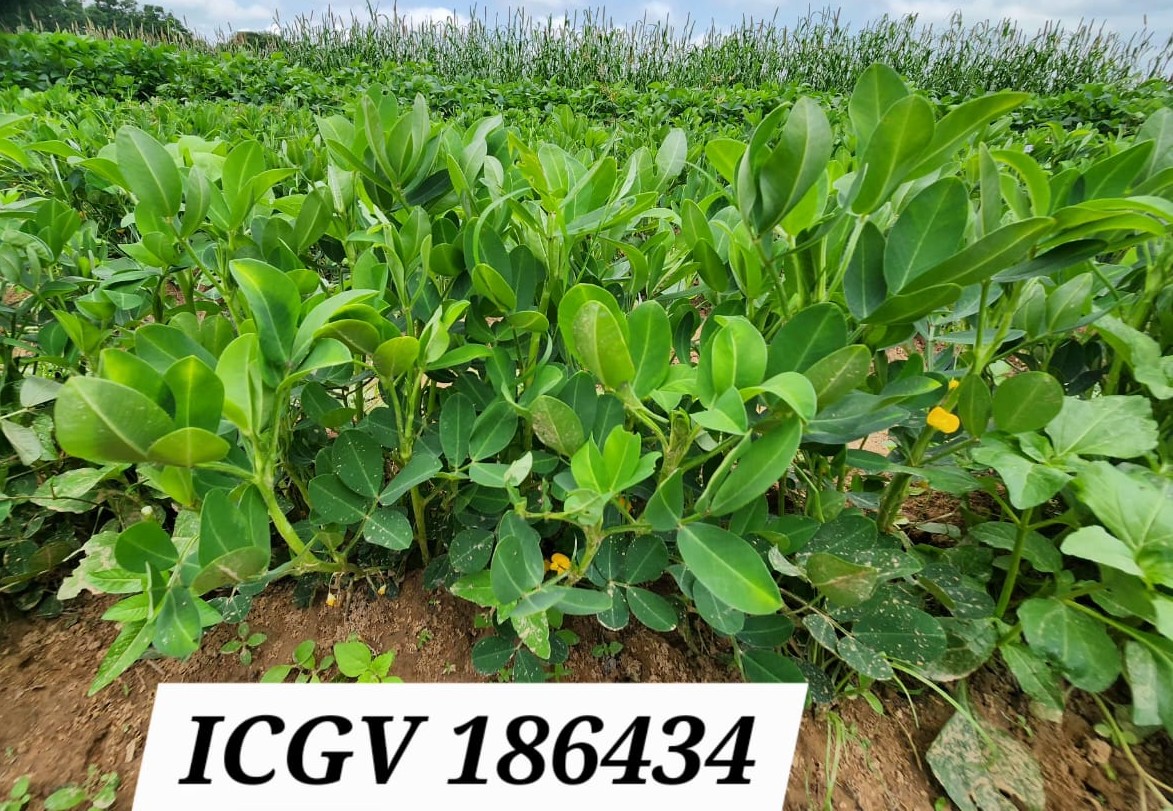 ICGV 186434 (1)