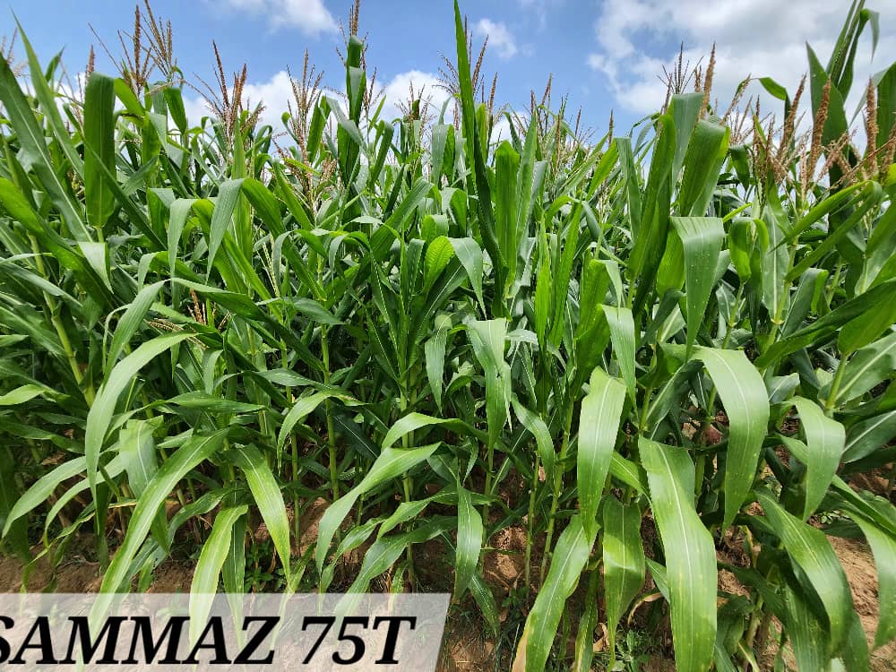 SAMMAZ 75T (2)