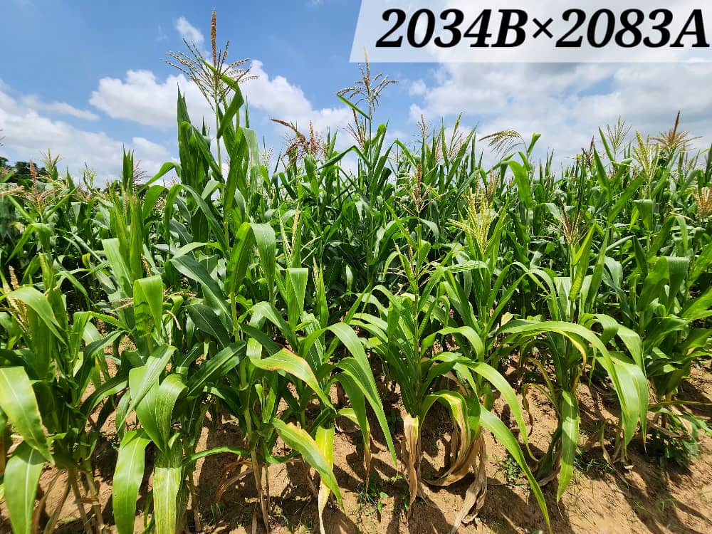 2034B×2083A