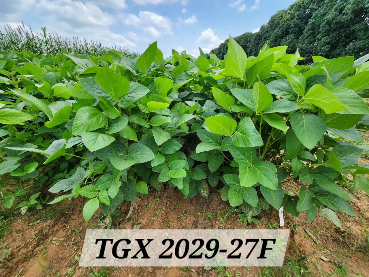 TGX 2029-27F (2)