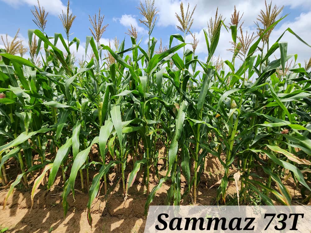 SAMMAZ 73T (2)