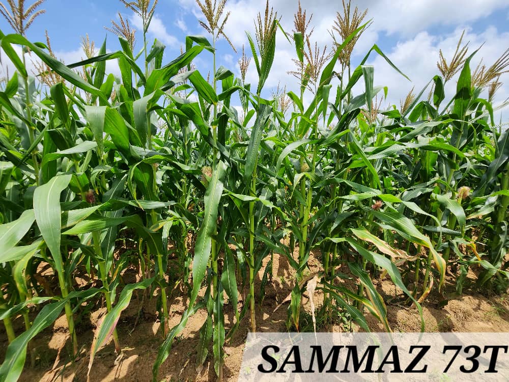 SAMMAZ 73T (1)