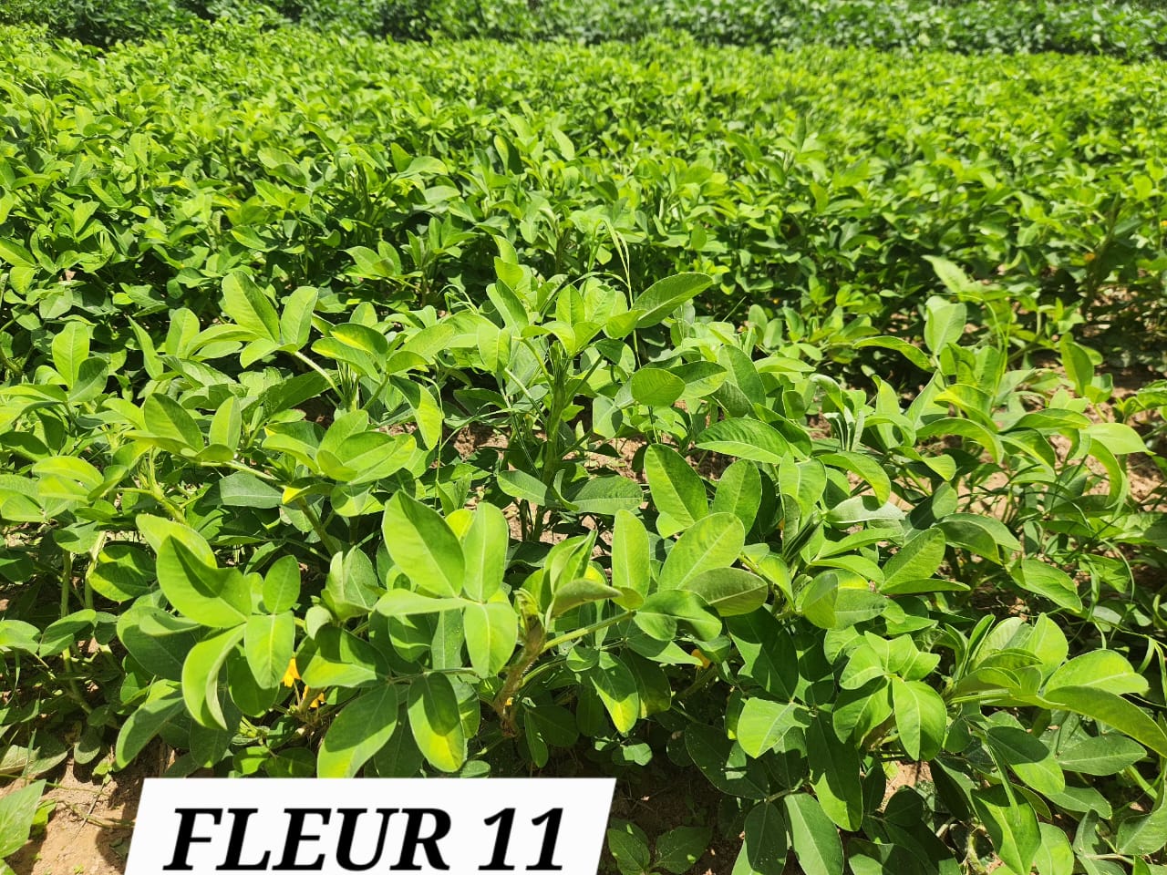 FLEUR 11 (1)