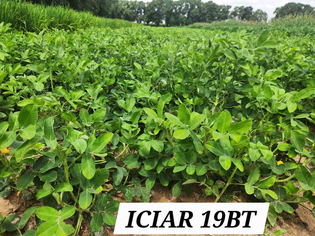ICIAR 19BT (3)