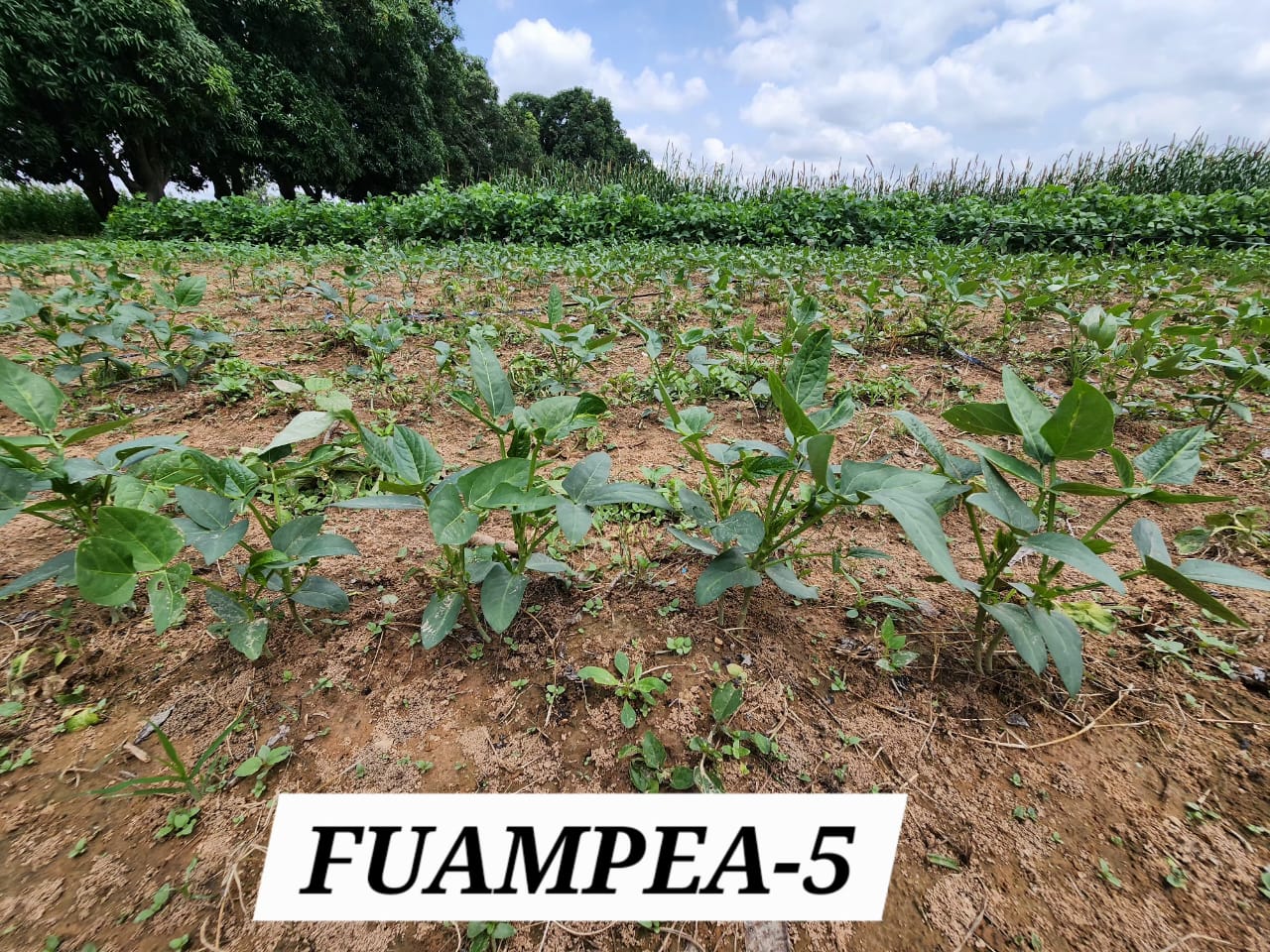 FUAMPEA 5 (2)