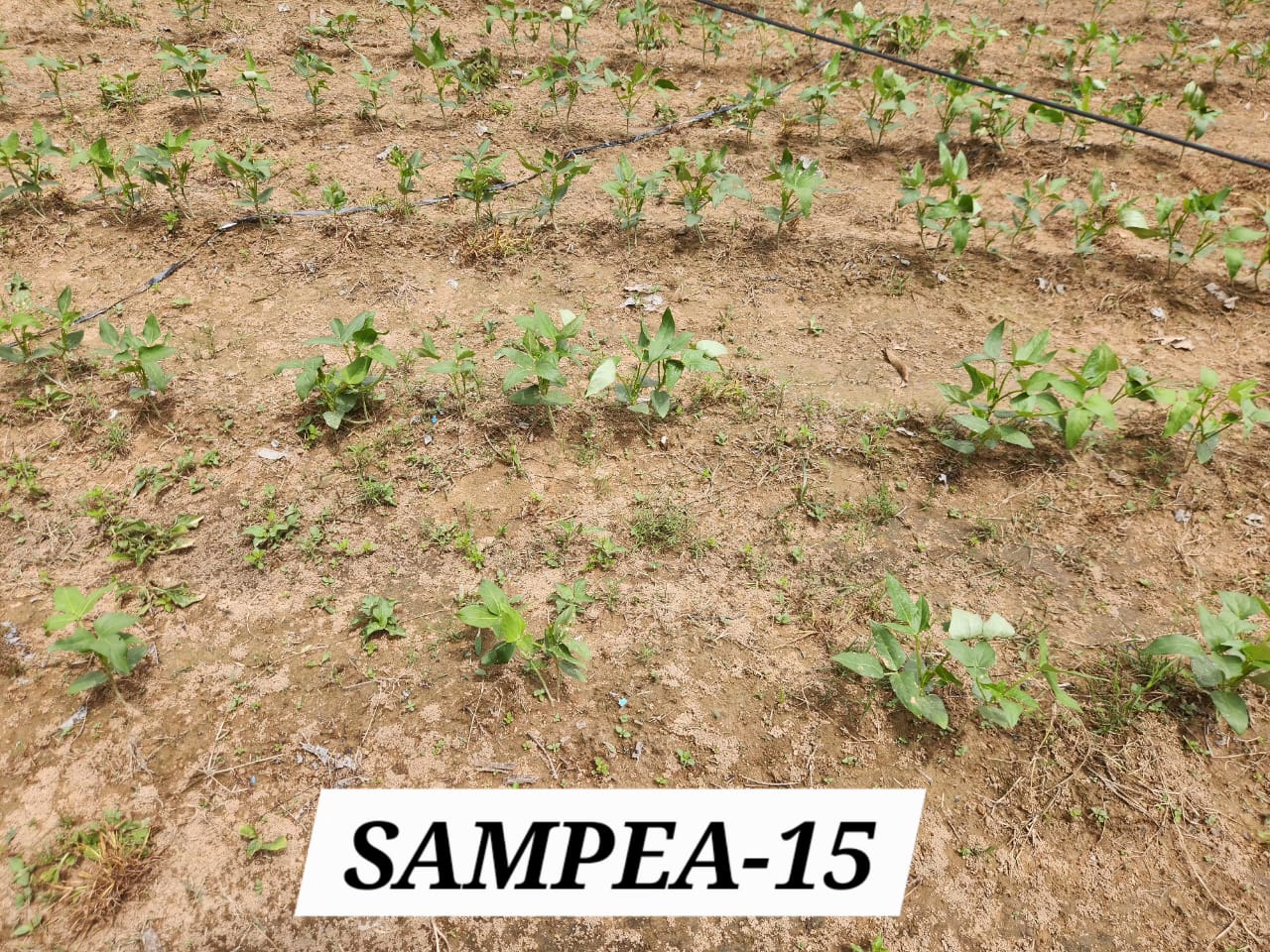 SAMPEA 15 (1)