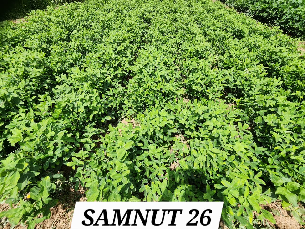 SAMNUT 26 (2)