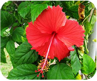 Hibiscus