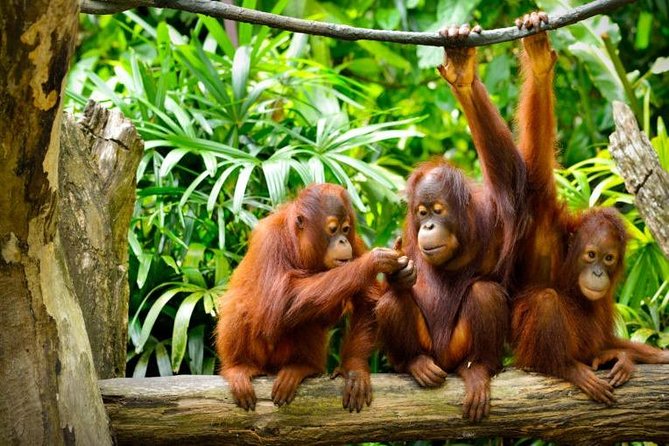 Semenggoh Wildlife Centre