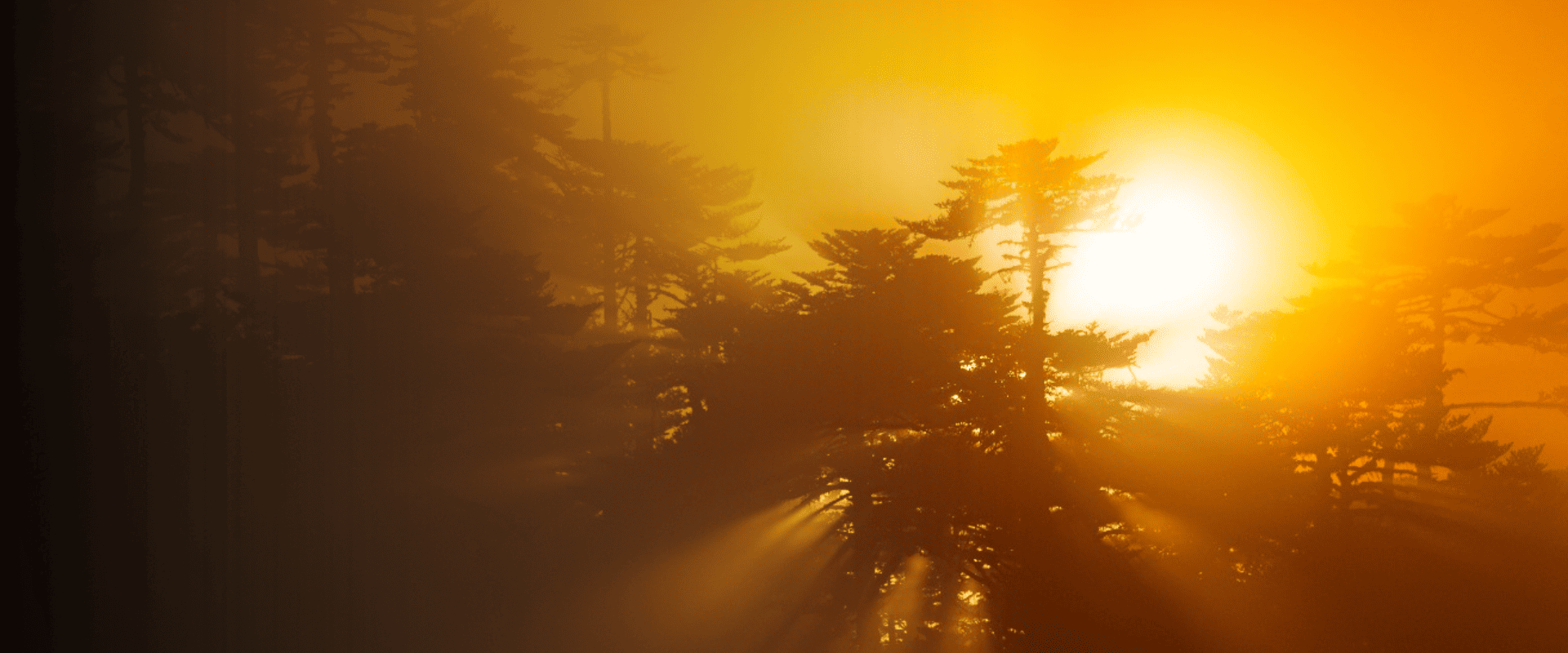 Zen Banner3