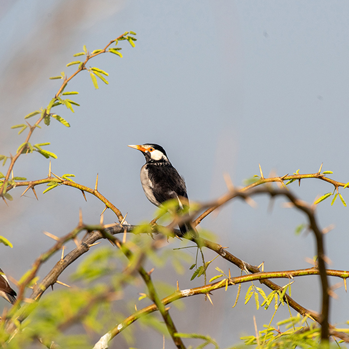 Chandlai & Barkheda Bird Watching Tour (Winters only)