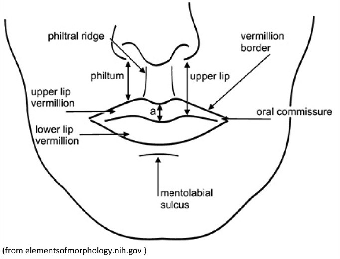 lip fillers injection treatment