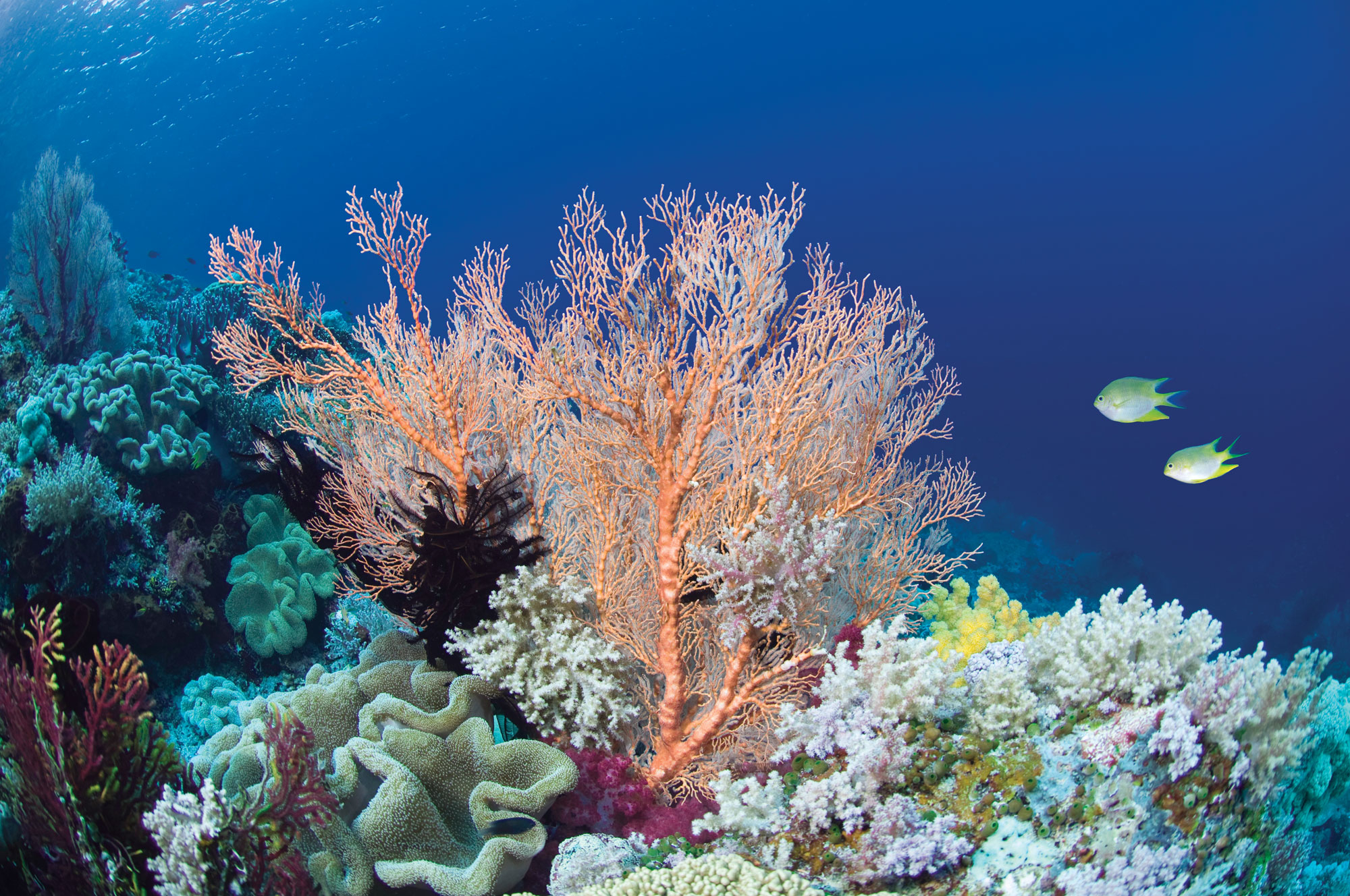 Great Barrier Reef